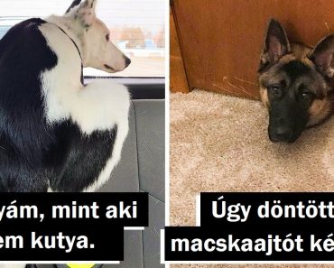 20 kép, amelyek a háttértörténetükkel elrabolják a szívedet