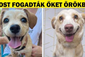 21 örökbefogadott állat, akik bizonyítják, hogy egy új szerető család megváltoztathatja az arcodat