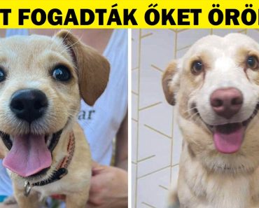 21 örökbefogadott állat, akik bizonyítják, hogy egy új szerető család megváltoztathatja az arcodat