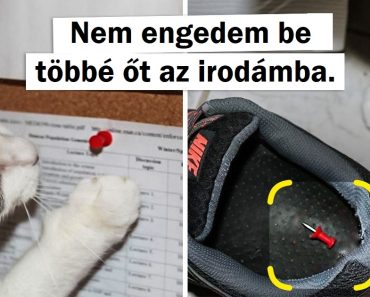 18 ember, aki háziállatot akart, de helyette egy csintalan lakótársat kapott