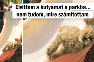 18 ember, aki hétköznapi dolgok közben látott egy igazi komédiát