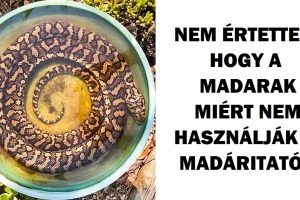20+ kép, amely megmutatja, hogy Ausztráliában soha nincs egy unalmas pillanat