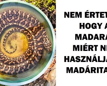 20+ kép, amely megmutatja, hogy Ausztráliában soha nincs egy unalmas pillanat
