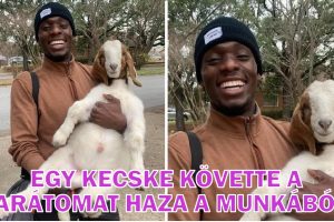 16 kép, amellyel őszinte örömöt érezhetsz a képernyőn keresztül