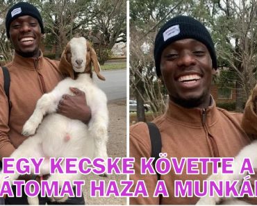 16 kép, amellyel őszinte örömöt érezhetsz a képernyőn keresztül