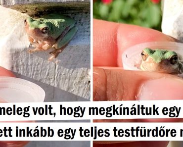 24 kép, amelyek ismét bebizonyítják, hogy a világ tele van kedves szívekkel