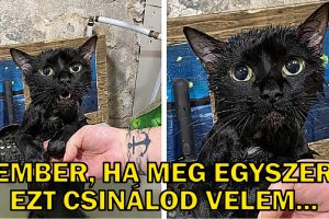 19 alkalom, amikor az állatok égtek a vágytól, hogy elmondhassanak valamit