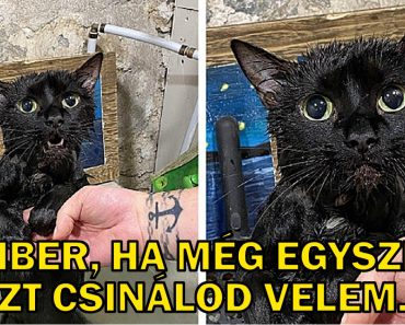 19 alkalom, amikor az állatok égtek a vágytól, hogy elmondhassanak valamit