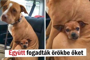 17 fotó, amely a mosoly szökőkútja lehet ma