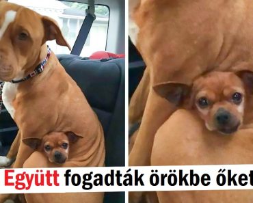 17 fotó, amely a mosoly szökőkútja lehet ma