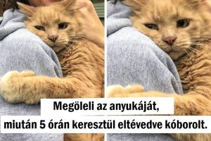 15+ gyengéd kép, amelyek megtölthetik a szívedet szeretettel