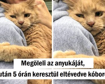 15+ gyengéd kép, amelyek megtölthetik a szívedet szeretettel