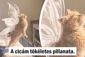 15 kép, amely jobban felmelegíti a szívedet, mint egy csésze kávé