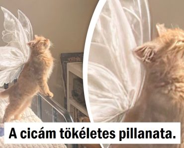 15 kép, amely jobban felmelegíti a szívedet, mint egy csésze kávé