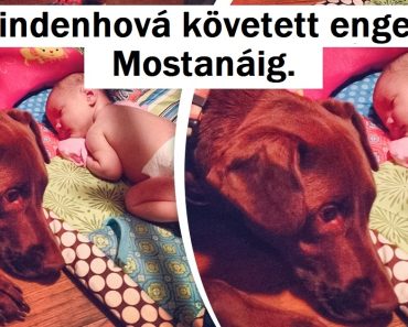 14 háziállat, akiknek az gazdájuk iránti szeretetét a világon semmi pénzért nem lehet megvásárolni