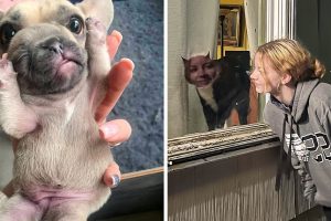 20 alkalom, amikor az emberek elég szerencsések voltak ahhoz, hogy a megfelelő pillanatban fotózzanak le egy képet