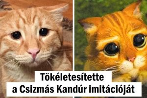 20 kép, amelyek még a legfagyosabb szíveket is megolvasztják