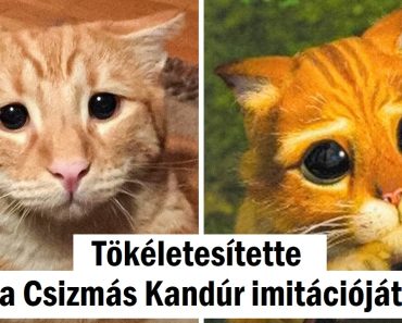 20 kép, amelyek még a legfagyosabb szíveket is megolvasztják