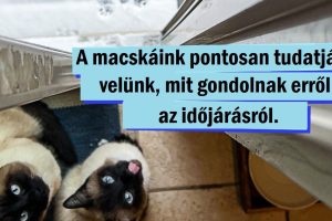 16 fotó, amelyekben több dráma van, mint egy Shakespeare-tragédiában
