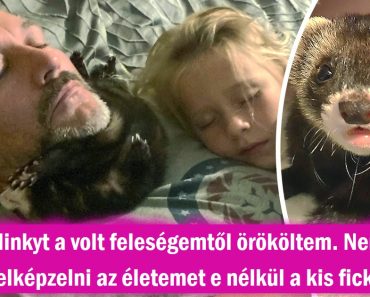 22 háziállat, akiknek még a legkeményebb embereket is sikerült megnyerniük.