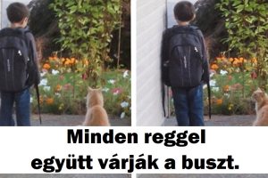 16 Ember-állat kötelék, ami elhiteti veled, hogy létezik tiszta szeretet