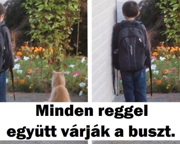 16 Ember-állat kötelék, ami elhiteti veled, hogy létezik tiszta szeretet