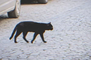 Az idős házaspárt egy macska egy fekete zsákhoz vezeti, egy aprócska kéz lóg ki belőle