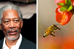 Morgan Freeman 50 hektáros farmot alakított át méh rezervátumnak és maga eteti őket – nézd meg belülről!