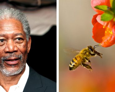 Morgan Freeman 50 hektáros farmot alakított át méh rezervátumnak és maga eteti őket – nézd meg belülről!