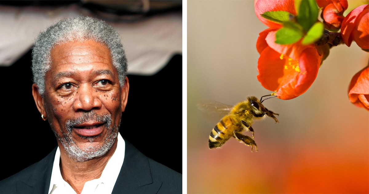 Morgan Freeman 50 hektáros farmot alakított át méh rezervátumnak és maga eteti őket – nézd meg belülről!