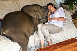 Egy nő megmentette az árvízben elsodródott elefántbébit, aki most már mindenhová követi az “ember anyukáját”