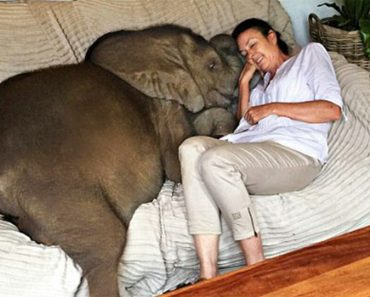 Egy nő megmentette az árvízben elsodródott elefántbébit, aki most már mindenhová követi az „ember anyukáját”