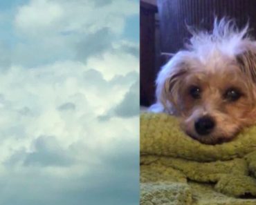 A gyászoló nő látja a kutyája arcát a felhőkben órákkal azután, hogy elhunyt