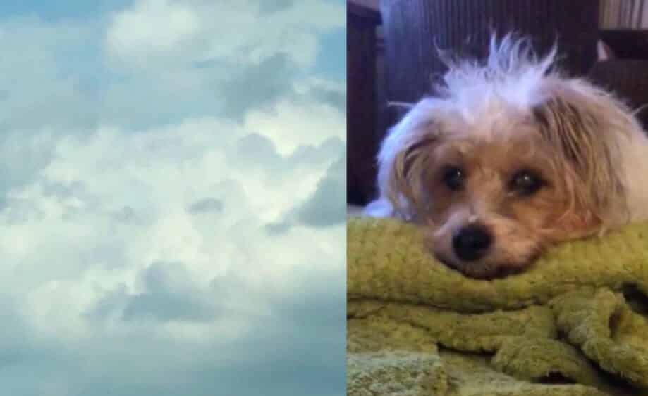 A gyászoló nő látja a kutyája arcát a felhőkben órákkal azután, hogy elhunyt