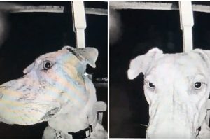Az eltűnt kutya tér haza, úgy hogy hajnali 3-kor becsöngetett a gazdáihoz