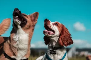 A kutya szaglása olyan erős, mintha egy második szemük lenne, állítja a kutatás