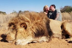 A pár csókolózik az éppen agyonlőtt oroszlán teteme felett egy aljas, felháborodást keltő fotón
