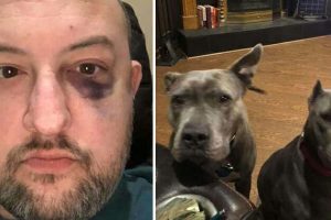 A férfi örökbefogadja a két nemkívánatos pitbullt, később azzal hálálják meg, hogy megmentik az új apa életét