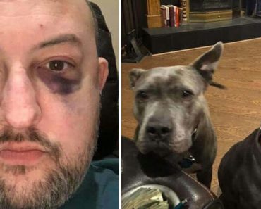 A férfi örökbefogadja a két nemkívánatos pitbullt, később azzal hálálják meg, hogy megmentik az új apa életét