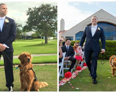 A sebesült veteránnak a szolgálati kutyája lesz a tanúja az esküvőjén