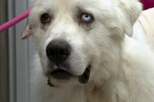 A hősies pásztorkutya 11 prérifarkas ellen küzdött meg, hogy megmentse a birkanyáját