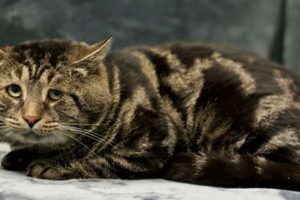 A Fishtopher nevű „szomorú és depressziós” menhelyi macska igazi sztárrá vált, és örök otthonra talált