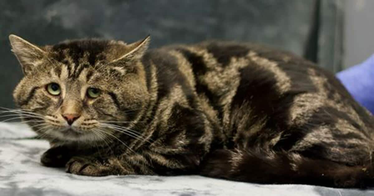 A Fishtopher nevű „szomorú és depressziós” menhelyi macska igazi sztárrá vált, és örök otthonra talált