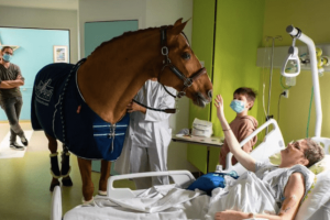 „Doktor Peyo” a terápiás ló több mint 1000 rákos beteget vigasztalt meg utolsó óráikban