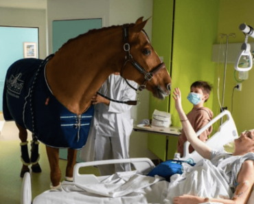 „Doktor Peyo” a terápiás ló több mint 1000 rákos beteget vigasztalt meg utolsó óráikban
