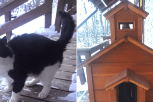 Egy házaspár “macskatemplomot” épít fűtőtesttel a kóbor macskának a tél közepén, a kedvesség gyönyörű példájaként