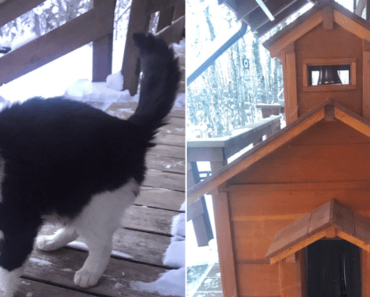 Egy házaspár “macskatemplomot” épít fűtőtesttel a kóbor macskának a tél közepén, a kedvesség gyönyörű példájaként