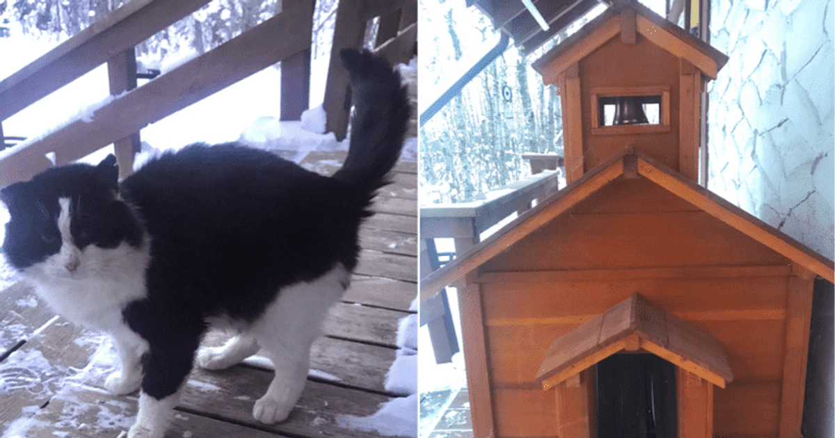 Egy házaspár „macskatemplomot” épít fűtőtesttel a kóbor macskának a tél közepén, a kedvesség gyönyörű példájaként