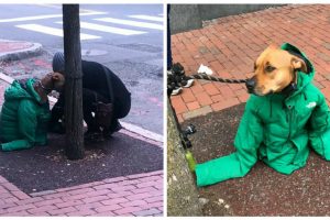 Egy nő a reszkető kutyának adja a kabátját, hogy melegen tartsa, és nem tudta, hogy tetteit lencsevégre kapják
