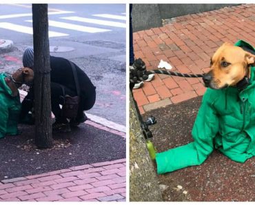 Egy nő a reszkető kutyának adja a kabátját, hogy melegen tartsa, és nem tudta, hogy tetteit lencsevégre kapják